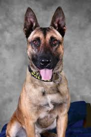 fighting state police K9 and trooper
