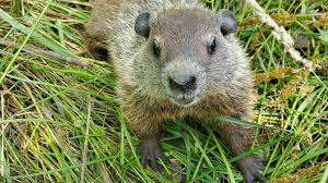 Groundhog Day Shadow Showdown